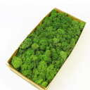 Preserved Reindeer Moss Natural Green DIY Kit Gardenning Art Wall Decor Florist Decor Easter Table Decor Wedding