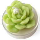 Realistic Succulent and Flower Candle Set in Glass Holder,  Soy Wax Candle with Strong Scent for Home Fragrance, Decor and Gifting
