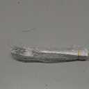 12 Pieces Dinner Forks Set, Stainless Steel 7.9 Silverware for Home/Kitchen/Restaurant, Classic Elegant Design, Mirror Polished, Dishwasher Safe