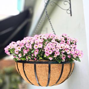 LaLaGreen Outdoor Hanging Baskets for Plants (20 Inch) Extra Large Black Metal Flat Iron Hanging Planter with Coco Liner Round Flower Pot Holder Hanger Deck Porch Modern Garden Balcony Country Decor (20" (51cm) x 1 Pack)