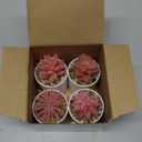 Der Rose 4 Packs Fake Succulents Plants Artificial Indoor for Pink Room Bathroom Decor Office Desk Accessories for Women