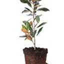 Perfect Plants Little Gem Magnolia Live Plant, 2-3', Includes Care Guide