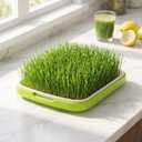 Hemoton Sprouter Tray, 13.77 x 10.23 Inch PP Germination Tray | Dense Drainage Grid for Wheatgrass Microgreens Beans and Indoor Growing, 35.00X26.00X5.00CM