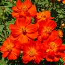 Cosmos Bipinnatus Seeds Mix – 299pcs Bright Blooms Vibrant Annual Flowers – Ideal for Home Gardens & Outdoor Decoration (EXP 12/01/26)