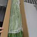 FloraFairy 4ft 2-Pack Horsetail Reed Grass with White Cockscomb Flower, 48in Tall Indoor Outdoor Green Onions Fake Plants in Pot, Home Office Decorative Artificial Plant & Greenery, Wedding Decor