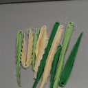 SUNBEAUTY Paper Fans Party Decorations Paper Leaves for Decoration Paper Fans Classroom Decoration Paper Fans Backdrop Decor Green Birthday Decorations,Set of 9