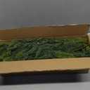 12Pcs Christmas Norfolk Pine Stems, 24'' Long Artificial Evergreen Norfolk Pine Branches, Real Touch Greenery Picks, Faux Floral Branch for Mantel DIY Xmas Home Decoration Indoor Christmas Decor