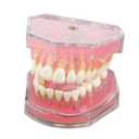 Dental Demonstration Teeth Model - Standard Study Teaching Dental Mode with All Removable Teeth #4004 Silica Gel Material Soft and Bendable Teeth Typodonts