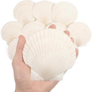 10 PCS 4-5 Inch Large Scallop Shells for Crafting, Natural Large Seashells for Crafts, White Big Sea Shells for DIY Painting, Baking, Beach Wedding Decors