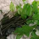 Wisteria Hanging Flowers 24 Pack Artificial Flowers Fake Wisteria Vine Rattan Hanging Garland Silk Flowers String for Party Home Wall Greenery Wedding Decor (White)