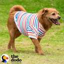 2 x The Dodo Striped Crewneck Sweatshirt for Dogs, Size Extra Small, Everyday Apparel for Dogs, Cute Dog Tee, Cute Clothes (Multicolor)