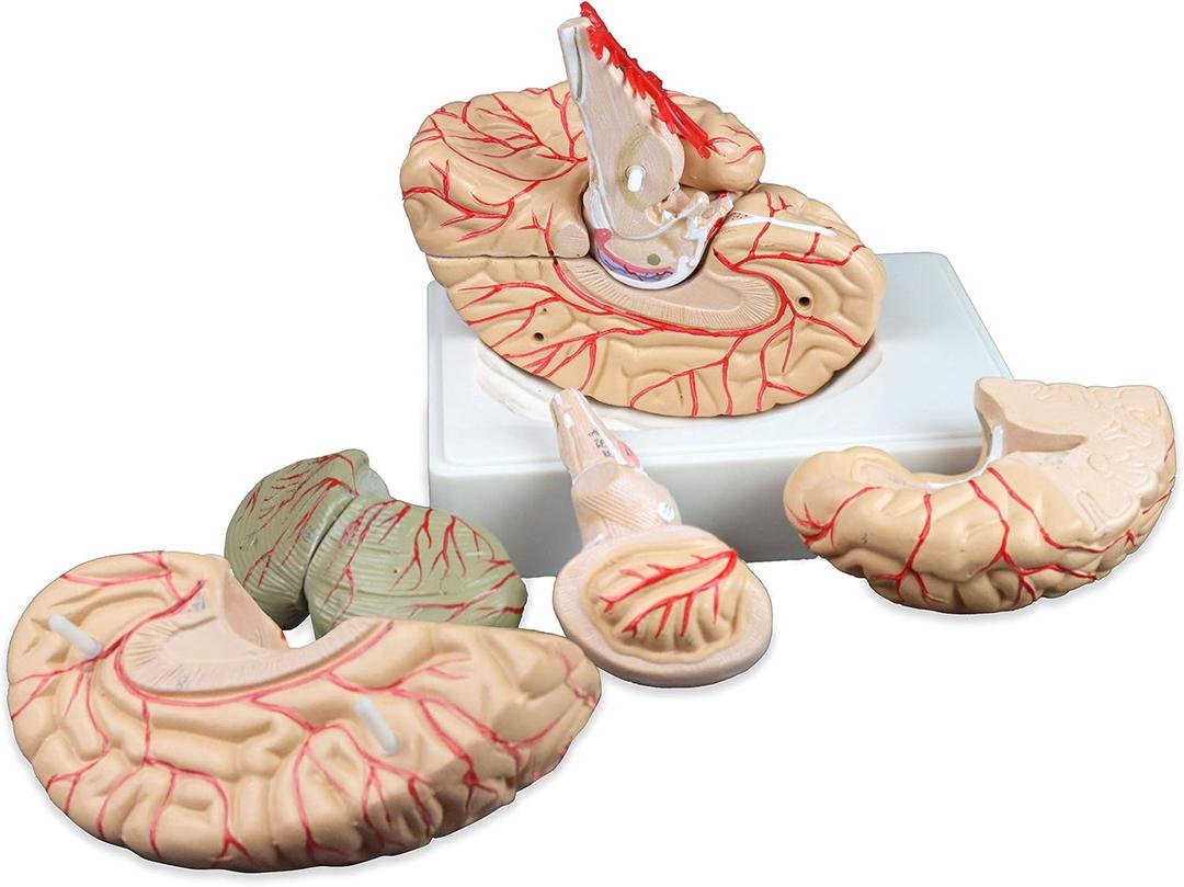 Vision Scientific VAB443 Life Size Human Brain with Arteries - 9 Parts | Shows Frontal, Parietal, Temporal & Occipital Lobes | Half of Brain Stem, Half of Cerebellum, Brain Arteries