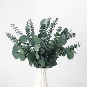 25 Pcs Preserved Dried Eucalyptus Stems & Silver Dollar Leaves Bundle, Natural Real Fresh Eucalyptus, 17" Preserved Eucalyptus Branches for Shower Hanging, Bathroom Decor, Garland, Greenery Plant