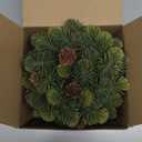 4 Pack Small Christmas Wreath, Mini Wreaths with Pine Needles and Pine Cones, Artificial Ring Wreaths Hanging Decoration Garlands for Home Table Kitchen Window Chair Wall Front Door