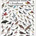 Earth Sky + Water - Petersons Backyard Birds of the Southeast - Poster, 27"L x 19"W