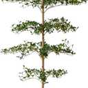 Black Olive Tree Artificial 7 Feet Tall, Artificial Shady Lady Tree, Faux Decorative Tree