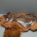 Morph Lion Costume Adult, Adult Lion Costume, Animal Costumes For Men, Safari Animal Halloween Outfit for Men (Medium)