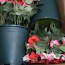 MARTINE MALL Artificial Flowers for Outdoors, 1 Potted Realistic Fake Outdoor Flowers, UV Resistant Silk Petunia Flower for Outside Look Real Faux Flower Plants in Pot for Porch Garden Decor, 20'' (Fuchsia, Rose Red)