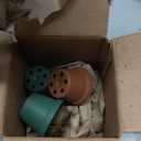 Altman Plants Live Venus Fly Traps Carnivorous Plants (3PK), Live Plants & Indoor Plants for Kids, Live Venus Fly Trap Plant Terrarium Plant Trio in Adult Venus Fly Trap Soil & Carnivorous Plant Soil