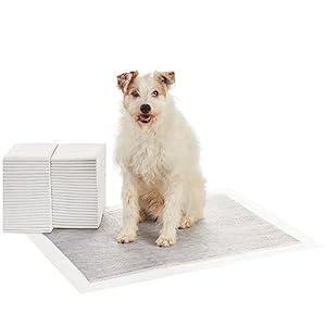 Amazon Basics Carbon Odor Control Dog and Puppy Pee Pads, 5-Layer Leak-Proof Super Absorbent, Quick-Dry Surface for Potty Training and Housebreaking, X-Large Size 28"x34", Gray, 50 Count