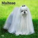 Maltese | 2026 12 x 24 Inch (Hanging) Monthly Square Wall Calendar | Plastic-Free | BrownTrout | Animals Small Dog Breeds