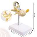 EVOTECH SCIENTIFIC Inner Ear Model Labyrinth Model 2 Part 8X Cochlea Semicircular Canal & Vestibule Open Medical Anatomical Ear Internal Structure Model for Medical Study Display Teaching