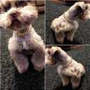 Gold Cuban Chain Dog Collar Solid Stainless Steel Link Chain Thick Pet Collar Cool Zirconia Lock Small Medium Large Dogs Collar (12Inch for 9.6-11.5" Dog Neck)