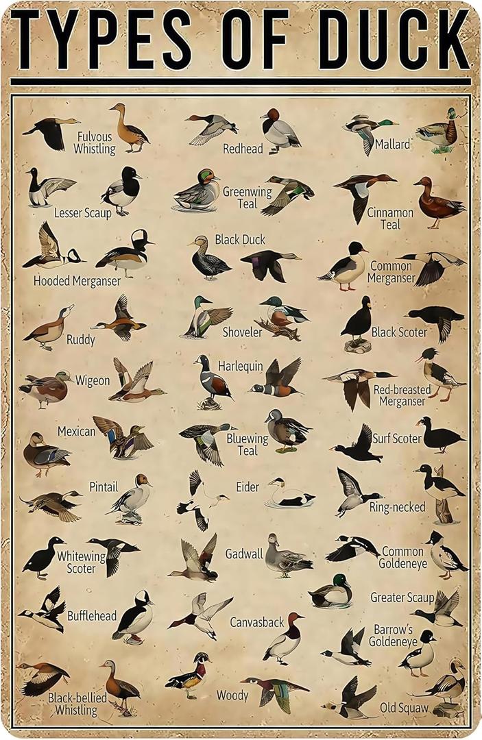 Duck Gifts Types of Duck Vintage Tin Sign for Home Office Farmhouse Man Cave Hunting Room Classroom Wall Art Decor 8x12 Inch (3269)