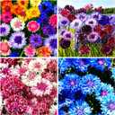 1007+ Cornflower Seeds Mix for Planting, Dwarf Cornflower Seeds Perennial, Corn Flower Seed Non-GMO Heirloom Plant Seed Garden Outdoor