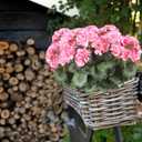 2 Pcs Artificial Flowers Geranium Bush Artificial Flowers Begonia Pink Silk Geranium Flowers for Outdoors Artificial Geraniums Bundles for Planter Indoor Garden Home Decoration Wedding