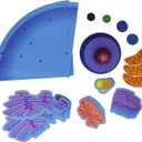 Learning Resources Giant Magnetic Animal Cell - 18 Piece Set, Boys and Girls Science Learning Tools, Homeschool and Classroom Supplies