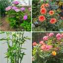 3 Pcs Large Peony Cages and Supports, 31.5"H x 12.6"D Grow Through Plant Support for Outdoor Plants, 7mm Stake Heavy Duty Metal Peony Support Cage Grid Garden Plant Rings Hoops for Large Peonies Rose