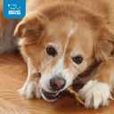 Best Pet Supplies GigaBite Roasted Pig Ears for Dogs - Natural Dog Chews, Roasted Pigs Ears, Safe for Puppies and Aggressive Chewers, Cleans Teeth and Gums - Slivers, 2.2 Pounds