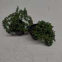 FUNARTY 2pcs Fake Plants Indoor Artificial String of Pearls Plant in Black Pots, Realistic Green Fake Hanging Plants for Shelf Decor Desk Home Garden Decorations