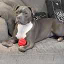 Dog Enrichment Puzzle Treat Ball  Interactive Chew Toy & Slow Feeder for Mental Stimulation, Training, Dental Health & Fetch, Durable BPA-Free Toy for Dogs, Large, 2-Pack (Red & Blue)