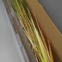 Jexine 2 Pcs 4 ft Fall Setaria Grass Plants in Pots