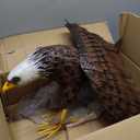 chisheen Bald Eagle Statue Outdoor Garden Sculpture Metal Yard Art Lawn Decorations,Large Eagle Figurines and Statues