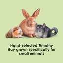 Kaytee Timothy Hay, High Fiber, Grown Specifically for Small Animals, Rabbits, Guinea Pigs, Chinchillas, Ideal Bulk Order for Small Pets, 12 pounds (EXP 08/05/28)