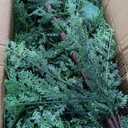 Cinnvoice Christmas 3ft 4ft 5ft Potted Pre-lit Twinkle LED Cypress Norfolk Artificial Christmas Tree, Faux Potted Plants with a Woven Basket Base for Front Porch Indoor Outdoor Decor(Cypress Tree)