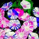 5 x Seeds Morning Glory Harlequin Mix Ipomoea Annual Flowers