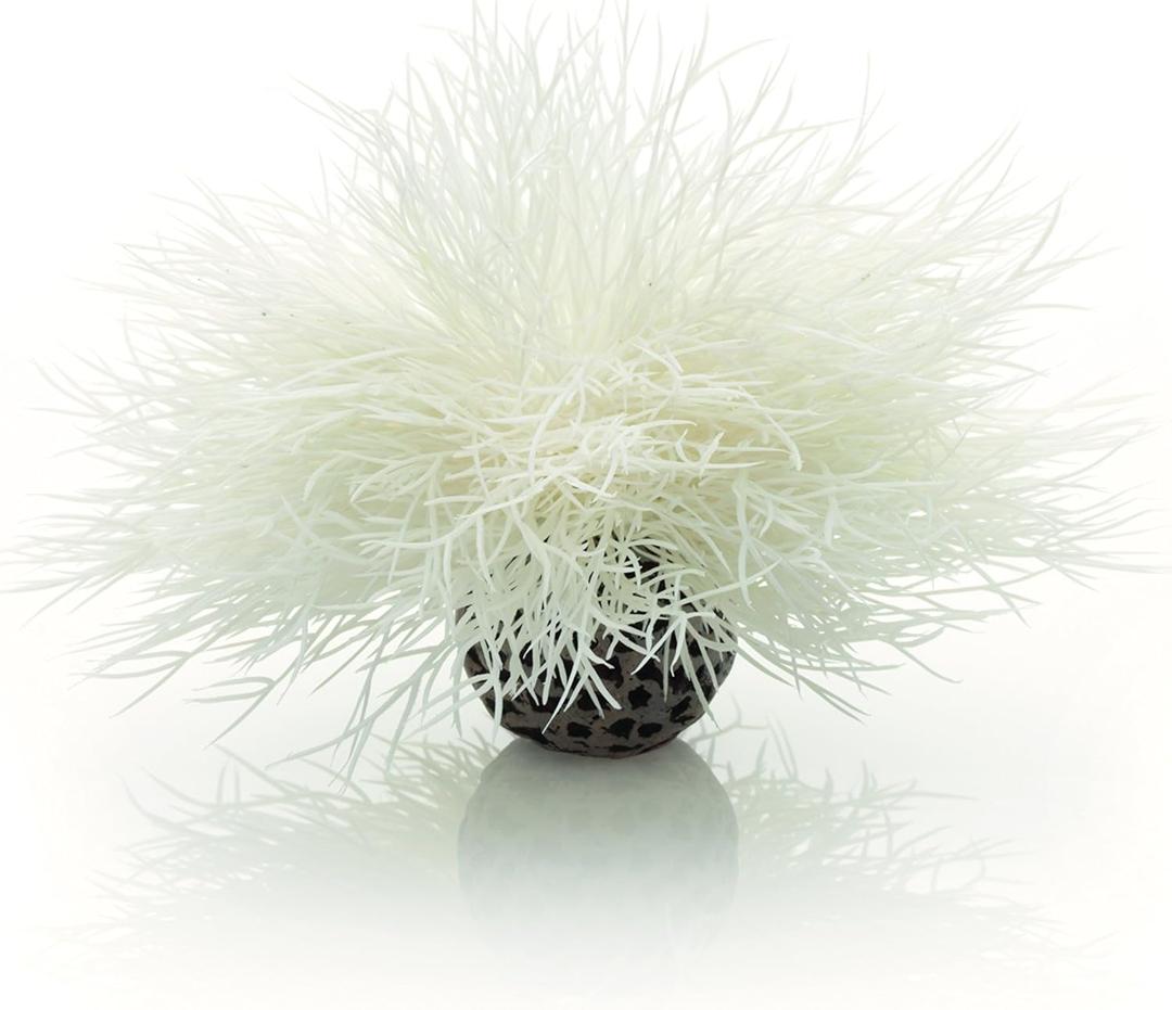 Sea Lily White (1 Count (Pack of 1))