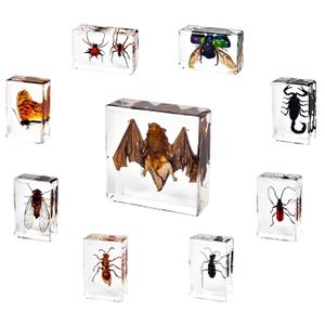 9 Pcs Insects Taxidermy Bat Set,Bat Specimen Bugs in Resin Taxidermy Animal Bulk Collection for Scientific Eduation,Entomology Supplies Display,Oddity Bug Gifts Decor Paperweights(Real Bat in Resin)
