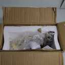 Fiqevs Vintage Floor Lamp for Living Room, Gold Tree Floor Lamp with Crystal Ribbed Globe Shade, 3 Light Standing Lamp LED Bulbs Included, Elegant Tall Lamp for Bedroom, Office - Antique Brass