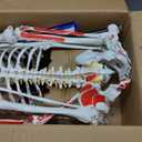 2025 New Human Skeleton Model, Medical Anatomical Life Size Skeleton Replica with Spinal Nerves, Muscle Insertion and Origin Points,Includes Rolling Stand,for Doctors, Students