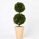 Real Preserved Boxwood Evergreen Potted Tree Globe Tree Topiary in Terracotta Planter, Home Decor Farmhouse (Double Balls Topiary, 20 inches)