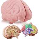 Cross Section Foam Brain Model, Great Educational Tool for Learning & Teaching Human Anatomical Function, Psychology, Biology or Science, Easy to Use & Includes 2 Half Pieces Labeled with Figures