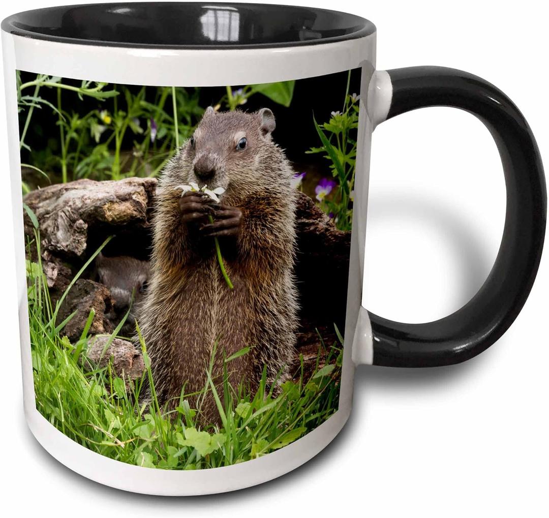 3dRose Usa Minnesota Sandstone Groundhog Feeding On A Flower Two Tone Mug, 11 oz, Black