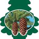 LITTLE TREES Car Air Freshener | Hanging Paper Tree for Home or Car | Royal Pine | 12 Pack