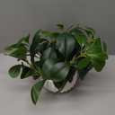 Artificial Peperomia Plant 16.5 Tall Lifelike Faux Greenery in 6 White Ribbed Ceramic Pot Realistic Indoor Fake Branches for Home Office Desk Shelf Bathroom Bedroom Farmhouse Decor