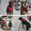 SlowTon No Pull Dog Harness, Heavy Duty No Choke Pet Harness with 2 Leash Clips and Easy Control Vertical Handle, Adjustable Soft Padded Dog Vest for Small, Medium and Large Dogs (Red, Large)
